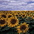 sunflower field